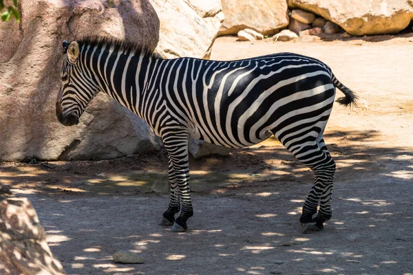 Nahaufnahme Eines Zebras Zoo Unter Sonnenlicht Und Schatten — Stockfoto