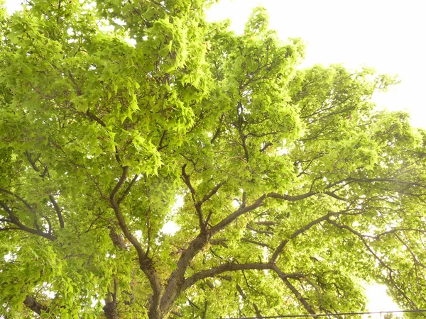 Vacker Bild Formosan Sweet Gum Träd Vit Bakgrund — Stockfoto