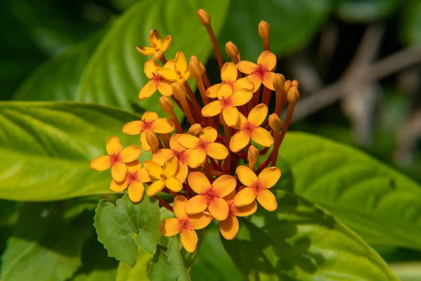 Macro Primo Piano Piante Gialle Fiori Ixora Giardino — Foto Stock