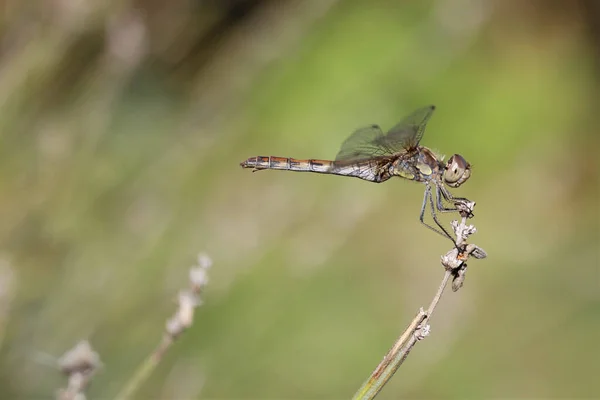 Closeup Shot Dragonfly Blurred Background — Stock Photo, Image