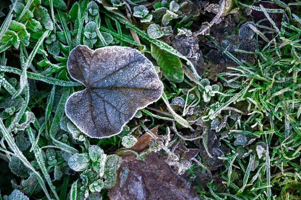 Detailní Záběr Zelené Listy Pokryté Mrazem Lese — Stock fotografie