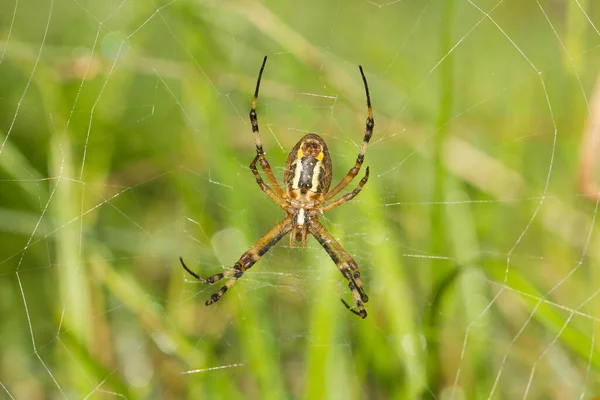 Plan Macro Une Araignée Tigrée Attendant Proie Dans Toile — Photo