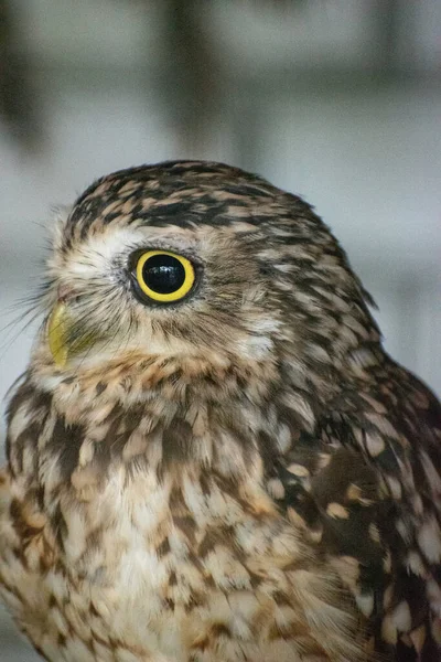 側面を見る茶色のフクロウの垂直選択的焦点ショット — ストック写真