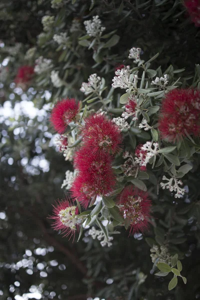 Primo Piano Verticale Fiori Metrosideros — Foto Stock