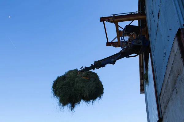 Tractor Cosechando Heno Para Alimentar Las Vacas Con Queso Gruyere — Foto de Stock