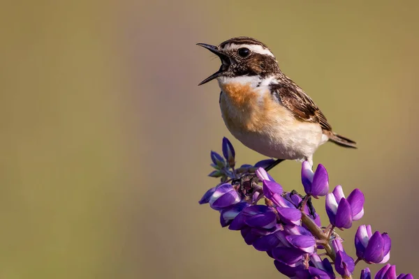 Zbliżenie Whinchat Łubinu Polu Pod Słońcem Rozmytym Tle — Zdjęcie stockowe