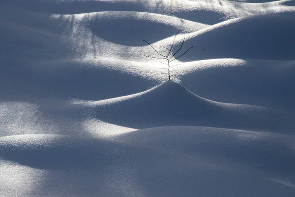 Gałąź Drzewa Szczycie Góry Pokrytej Białym Śniegiem — Zdjęcie stockowe
