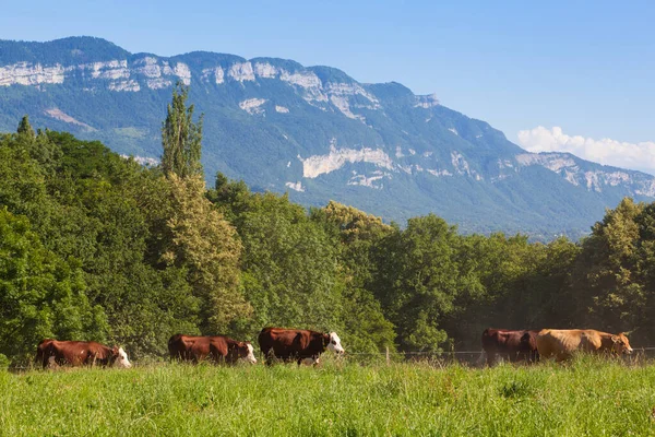 Eine Rinderherde Die Frühjahr Frankreich Milch Für Den Gruyère Produziert — Stockfoto