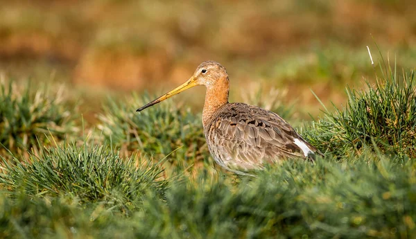 Primer Plano Enfoque Superficial Pequeño Pájaro Godwit Campo —  Fotos de Stock