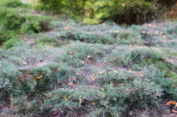 Gros Plan Plantes Avec Toile Araignée — Photo