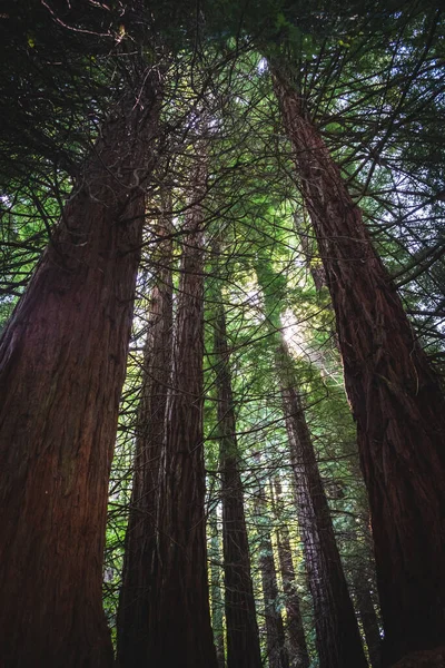 Низький Кут Зйомки Дерев Лісі Сонячний День — стокове фото