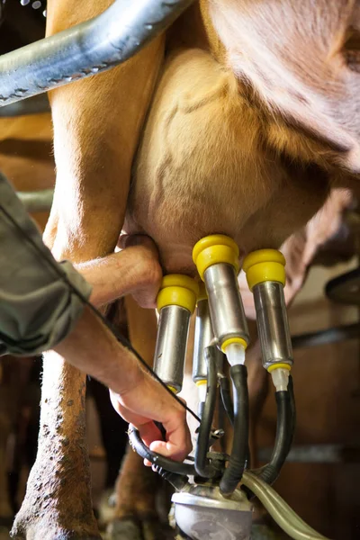 フランスでグリュイエールチーズを作るために使用される牛の搾乳工場 — ストック写真