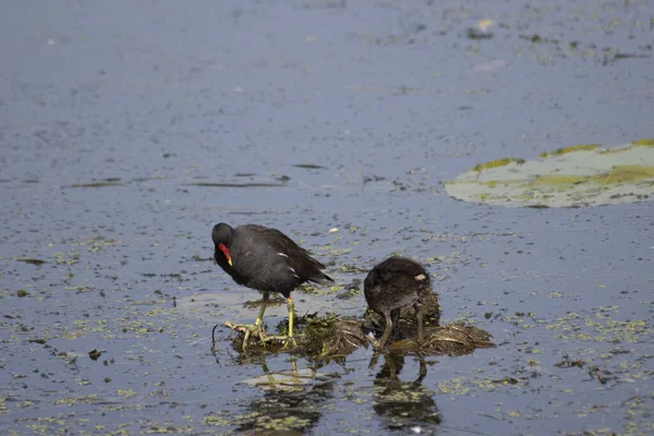 Gros Plan Des Oiseaux Moorhen Dans Lac — Photo