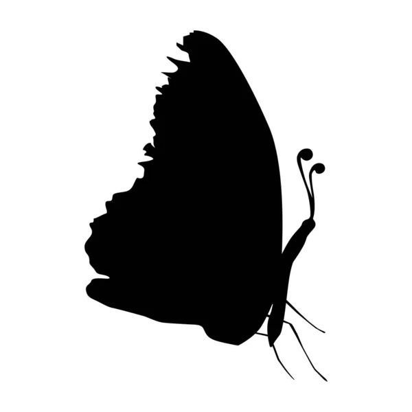 Een Silhouet Van Een Vlinder Witte Achtergrond — Stockfoto
