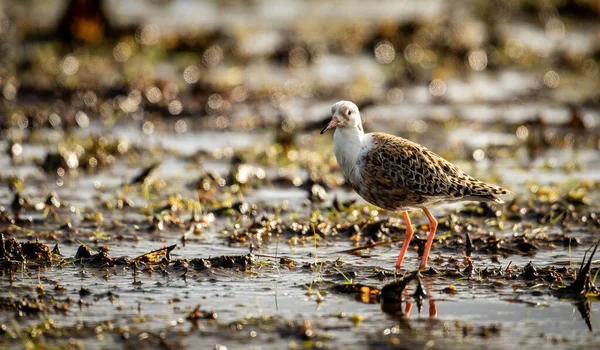 Tiro Close Foco Raso Pequeno Pássaro Ruff Uma Lagoa — Fotografia de Stock