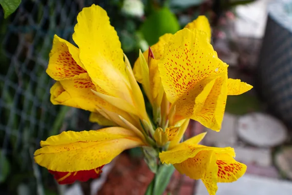 Tiro Foco Seletivo Uma Bela Flor Canna Amarela — Fotografia de Stock