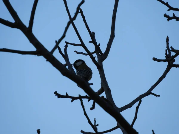 Ein Niedriger Winkel Eines Vogels Der Auf Einem Ast Unter — Stockfoto