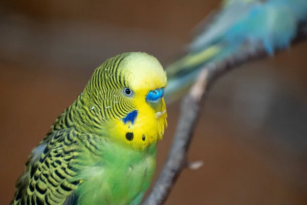 Sırtında Sarı Siyah Çizgili Yeşil Budgie Papağanı Dalda Oturan Mavi — Stok fotoğraf