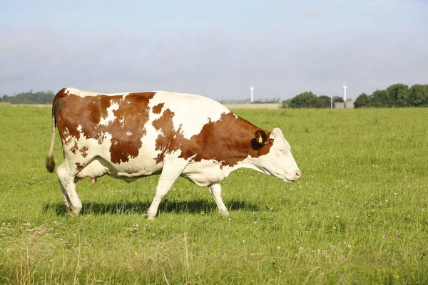 Közelkép Egy Tehénről Amint Legel Egy Mezőn Egy Napsütéses Délutánon — Stock Fotó