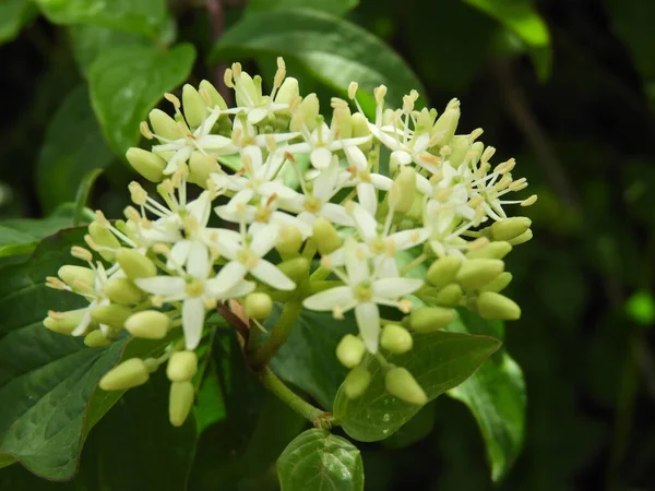 Primer Plano Una Ramita Cornejo Común Flor Con Flores Blancas — Foto de Stock