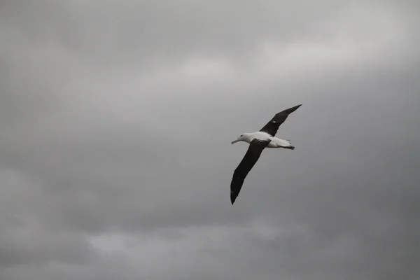 Nördlicher Königsalbatros Fliegt Einem Grauen Neuseeländischen Himmel — Stockfoto