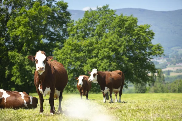 Herd Cows Producing Milk Gruyere Cheese France Spring — Stock Photo, Image