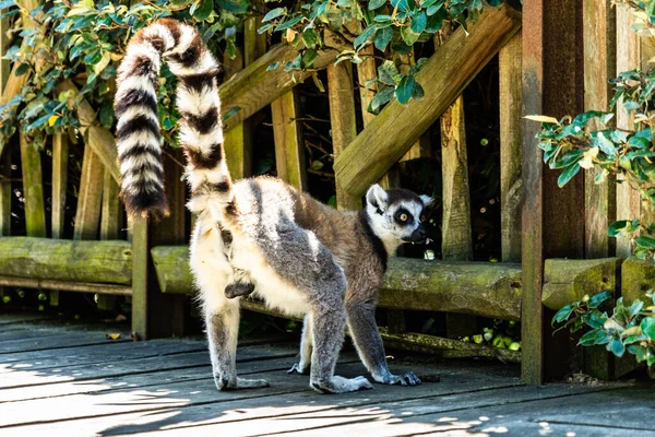 Närbild Lemur Djurparken Solljus Och Skugga — Stockfoto