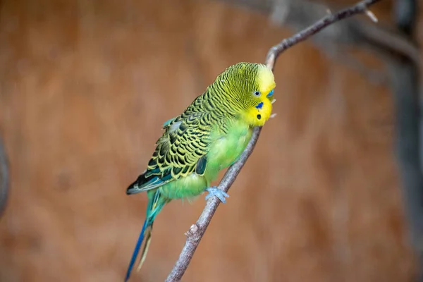Egy Közelkép Egy Zöld Budgie Papagájról Sárga Fekete Csíkokkal Hátán — Stock Fotó