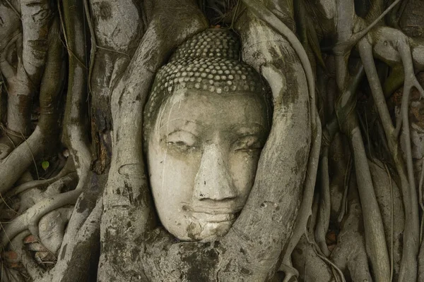 Buddha Fejének Közelsége Wat Mahathat Templom Gyökereiben Ayutthayában Thaiföldön — Stock Fotó