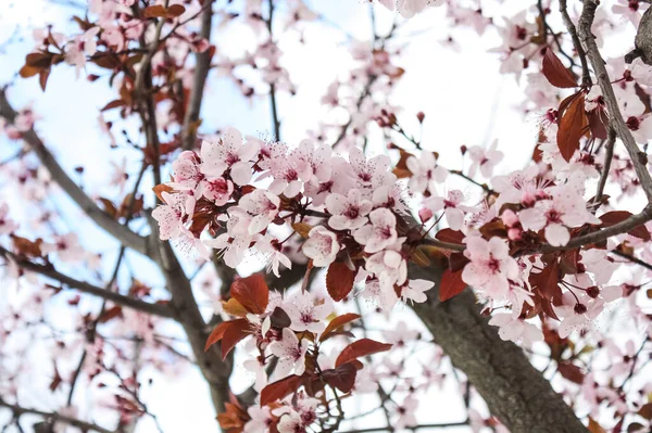Mělké Zaostření Detailní Záběr Třešňových Květů Jaře — Stock fotografie