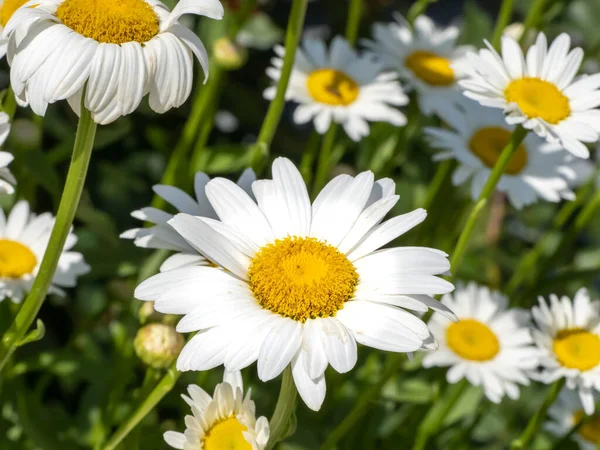 Μια Επιλεκτική Φωτογραφία Λουλούδια Χαμομηλιού Στον Αγρό — Φωτογραφία Αρχείου