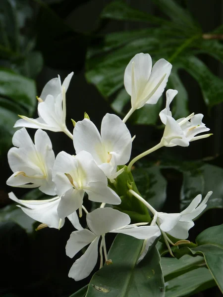 Mise Point Sélective Fleur Lys Gingembre Blanc Dans Jardin — Photo