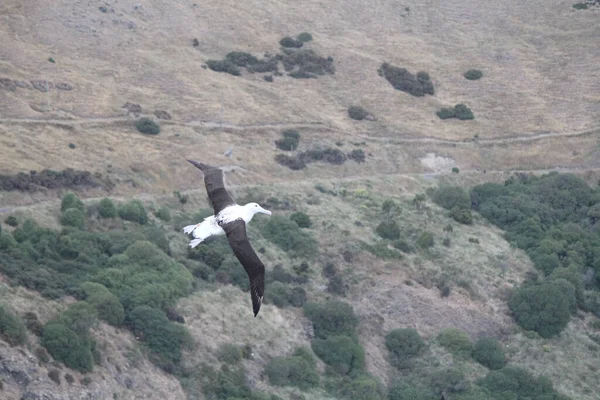 Real Albatros Volando Cielo Gris Nueva Zelanda — Foto de Stock