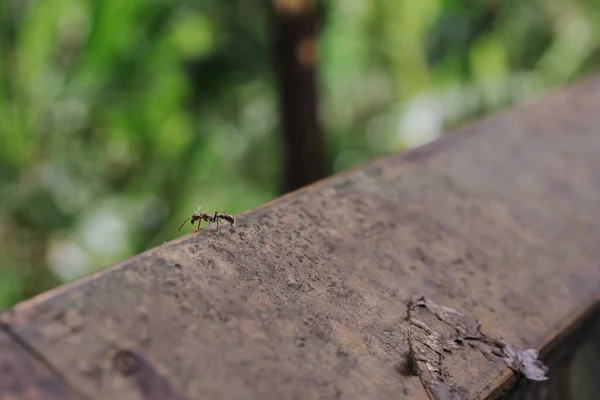 Macro Shot Ant Rusty Metal Surface — Stock Photo, Image