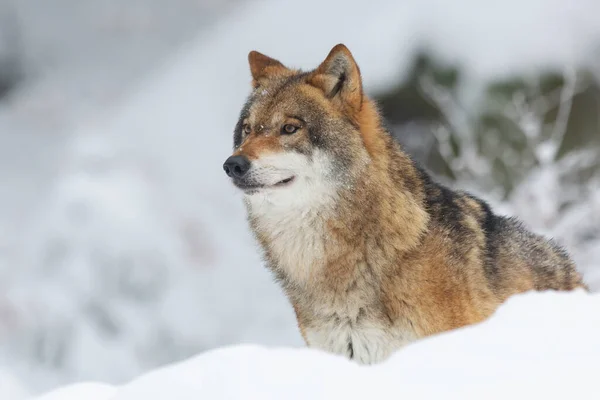 Een Rode Wolf Een Bos Bedekt Met Sneeuw Bomen Met — Stockfoto