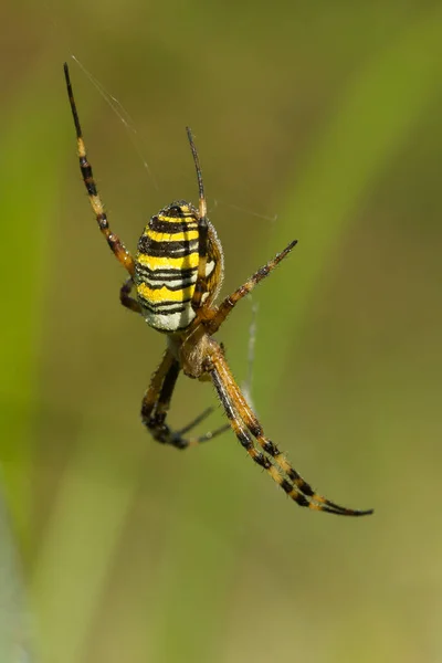 Uno Scatto Macro Verticale Ragno Tigre Attesa Della Sua Preda — Foto Stock