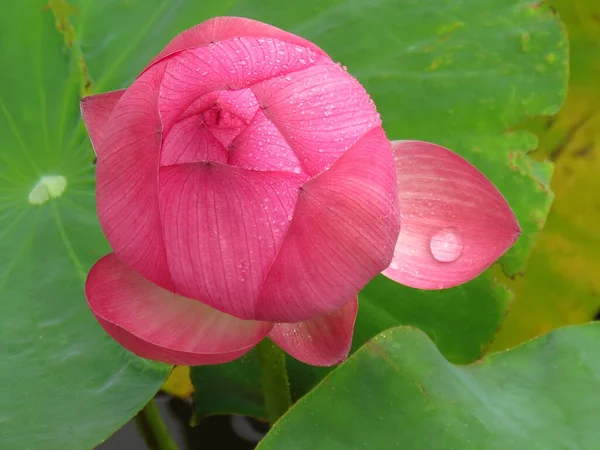 Wysokie Ujęcie Kąta Pięknego Pączka Nieotwartego Kwiatu Lotosu Kroplą Wody — Zdjęcie stockowe