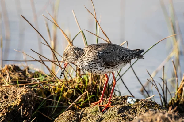 Tiro Close Foco Raso Pequeno Pássaro Godwit Perto Lago — Fotografia de Stock