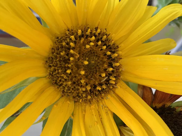 Primer Plano Una Flor Amarilla Floreciente Perfecto Para Papel Pintado —  Fotos de Stock