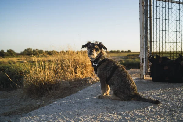 Eine Selektive Fokusaufnahme Eines Entzückenden Hundes Unter Blauem Sonnigen Himmel — Stockfoto