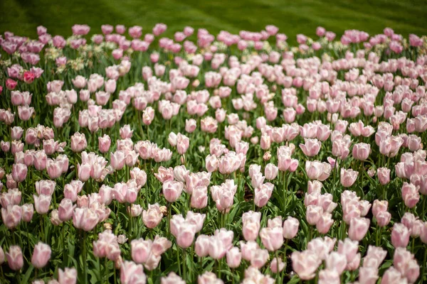 Gros Plan Champ Belles Tulipes Rose Clair — Photo