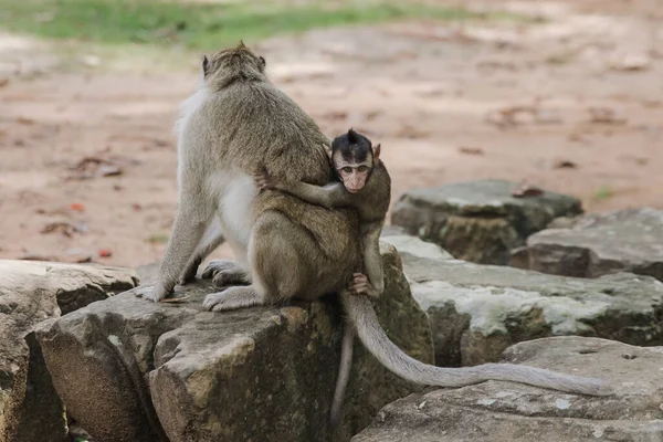 Macaco Bebé Adorável Abraçando Costas Mãe — Fotografia de Stock