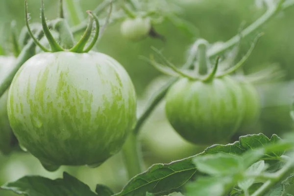 Selektiv Fokusbild Odling Tomater — Stockfoto