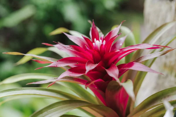 Ένα Κοντινό Πλάνο Του Όμορφου Λουλουδιού Guzmania — Φωτογραφία Αρχείου