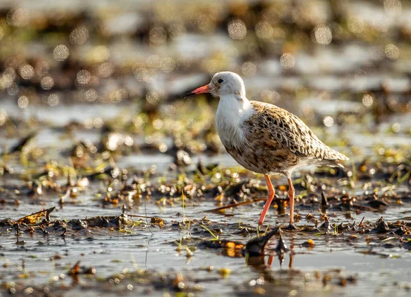 Een Ondiepe Focus Close Opname Van Een Kleine Ruff Vogel — Stockfoto