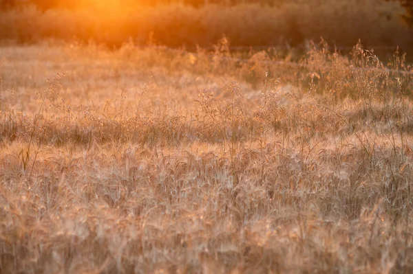 Eine Nahaufnahme Eines Schönen Gelben Feldes Unter Dem Orangen Licht — Stockfoto