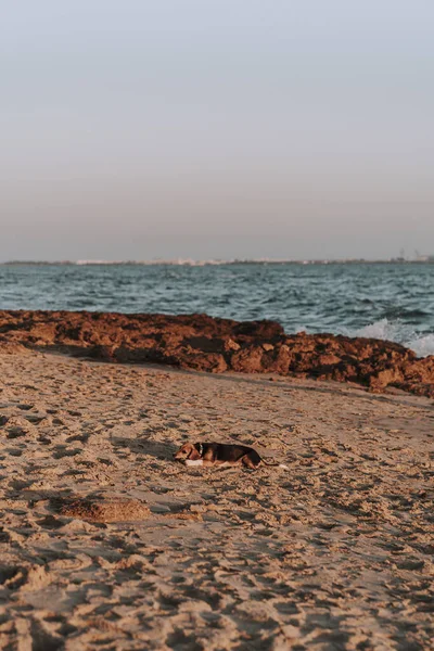Ένα Κάθετο Πλάνο Ενός Σκύλου Που Κείτεται Στην Άμμο Στην — Φωτογραφία Αρχείου
