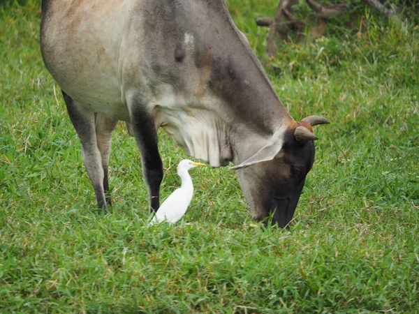 Een Vogel Een Stier Samen Gevangen Een Veld Overdag — Stockfoto