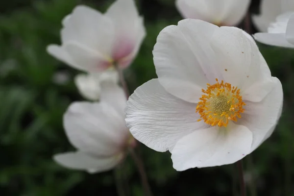 Μια Απαλή Εστίαση Του Λευκού Άνεμου Λουλούδι Ένα Πάρκο — Φωτογραφία Αρχείου