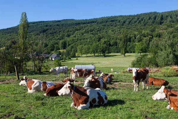 Flokk Kuer Som Produserer Melk Til Gruyere Ost Frankrike Våren – stockfoto